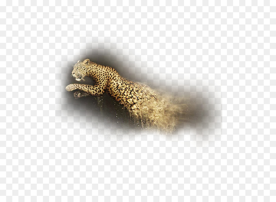 Guépard，En Cours D'exécution PNG