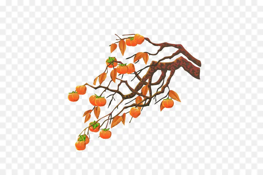 Arbre，Kaki PNG