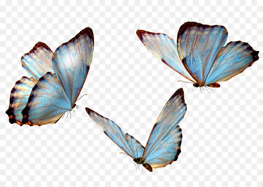 Papillon，Postscript Encapsulé PNG