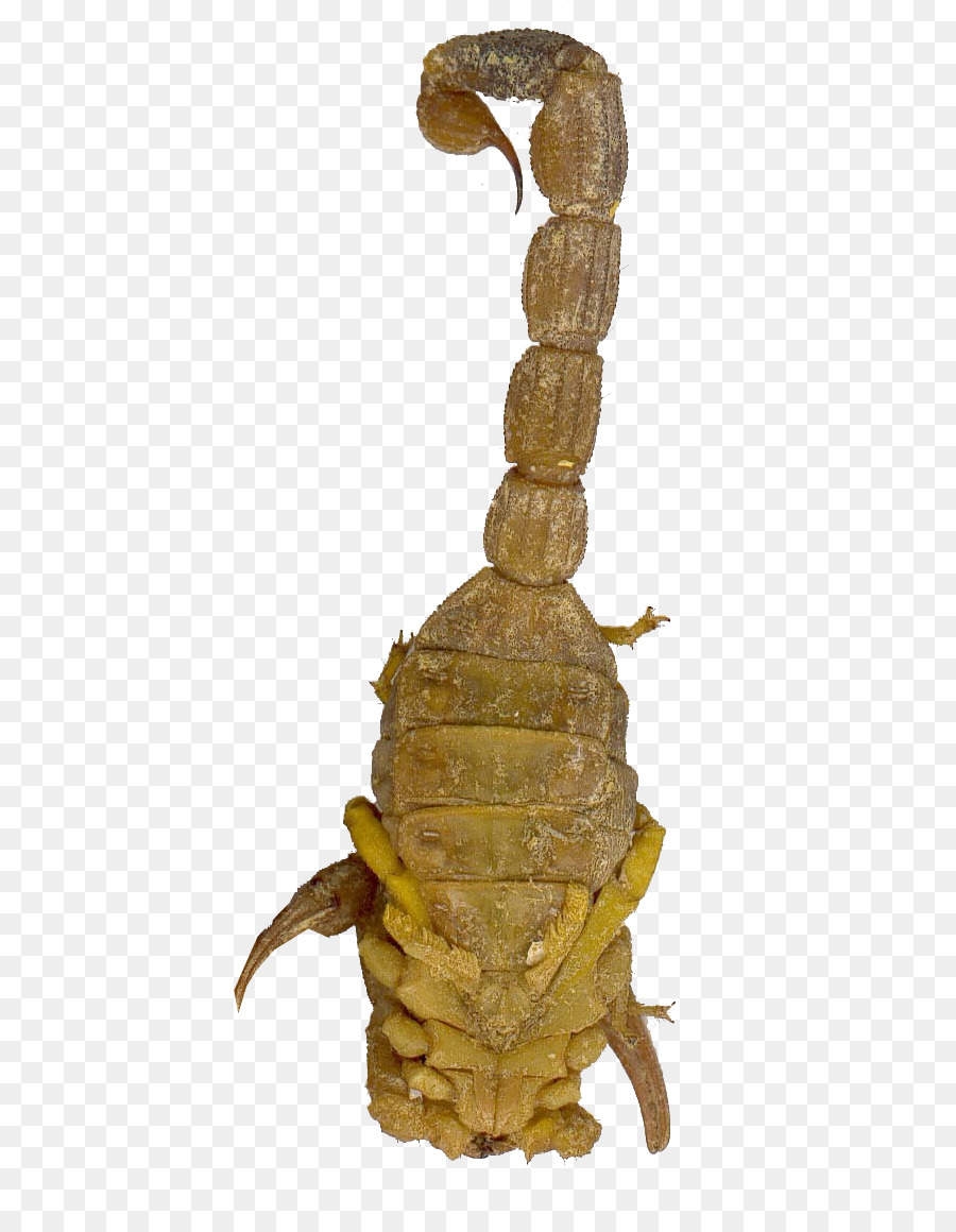 Scorpion，Tortue PNG