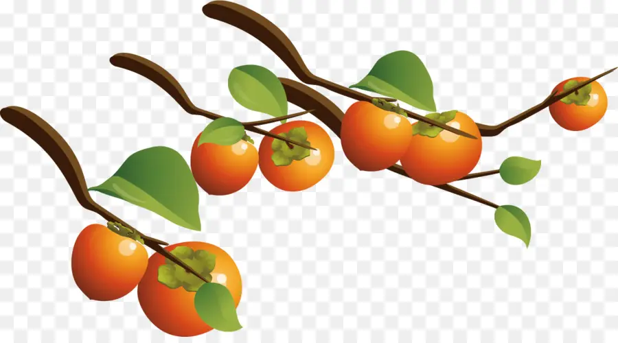 Branche De Kaki，Fruit PNG