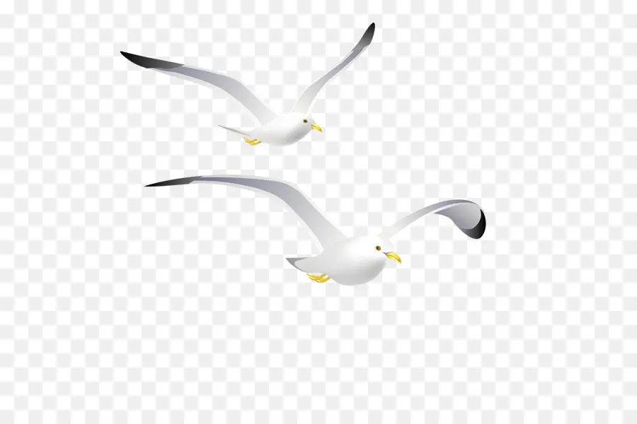 Mouettes，Vol PNG