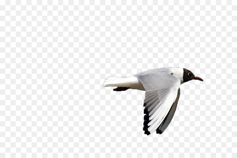 Oiseau Volant，Ailes PNG