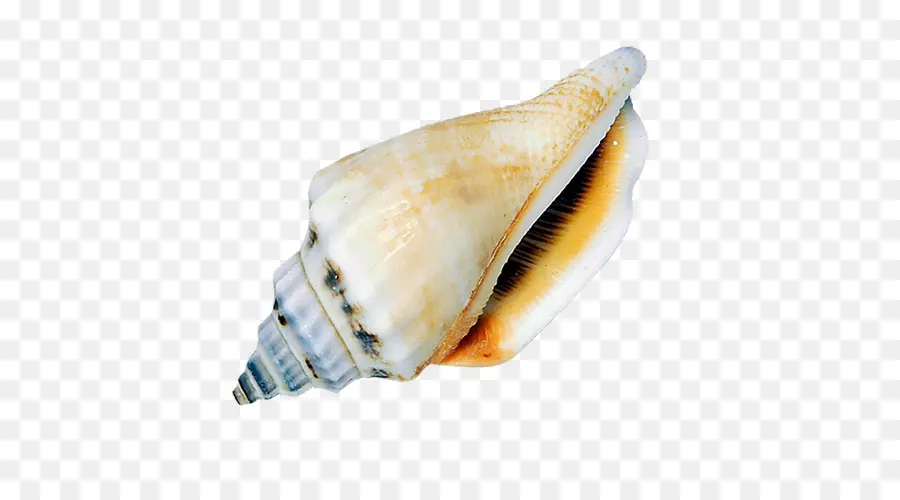 Coquille，Conque PNG