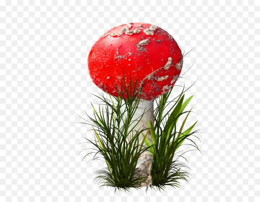 Champignon Rouge，Rouge PNG