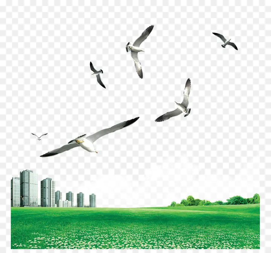 Oiseaux，Ciel PNG