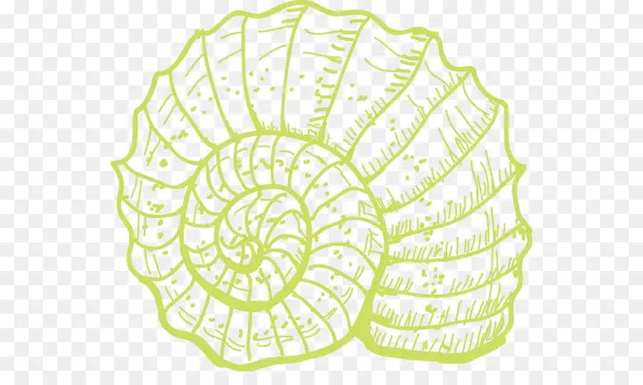 Coquille D'escargot，Spirale PNG