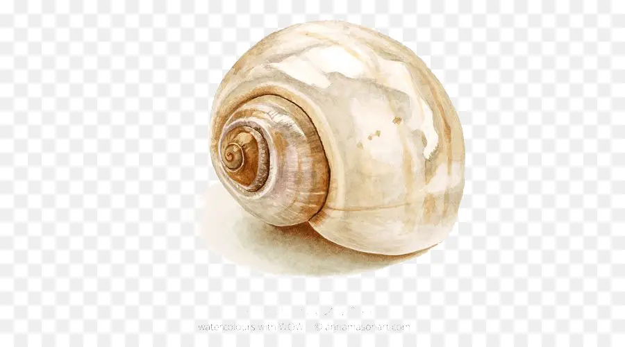 Coquille D'escargot，Coquille PNG