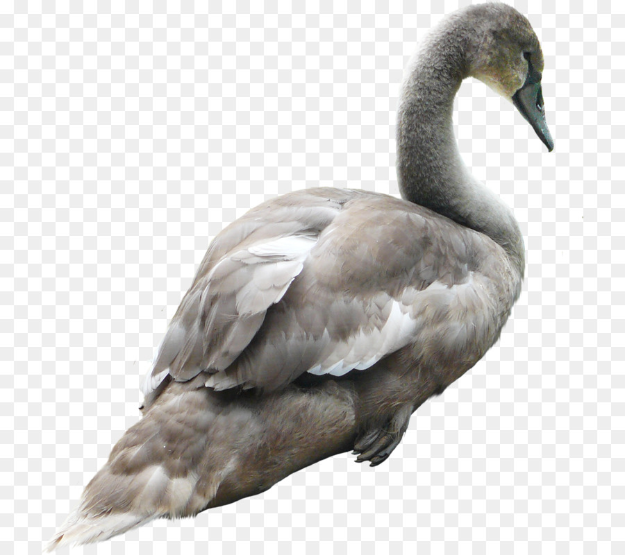 Cygne，Oiseau PNG