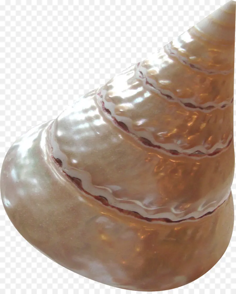 Coquille Brillante，Coquillage PNG