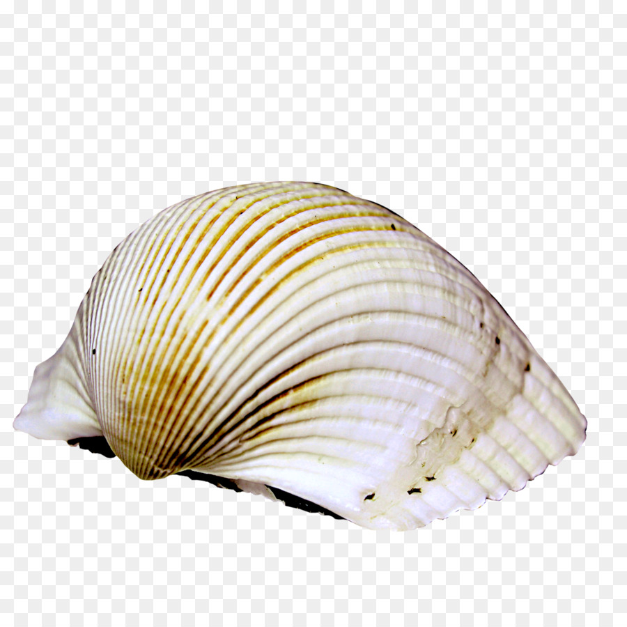 Coquillage，Coquille PNG