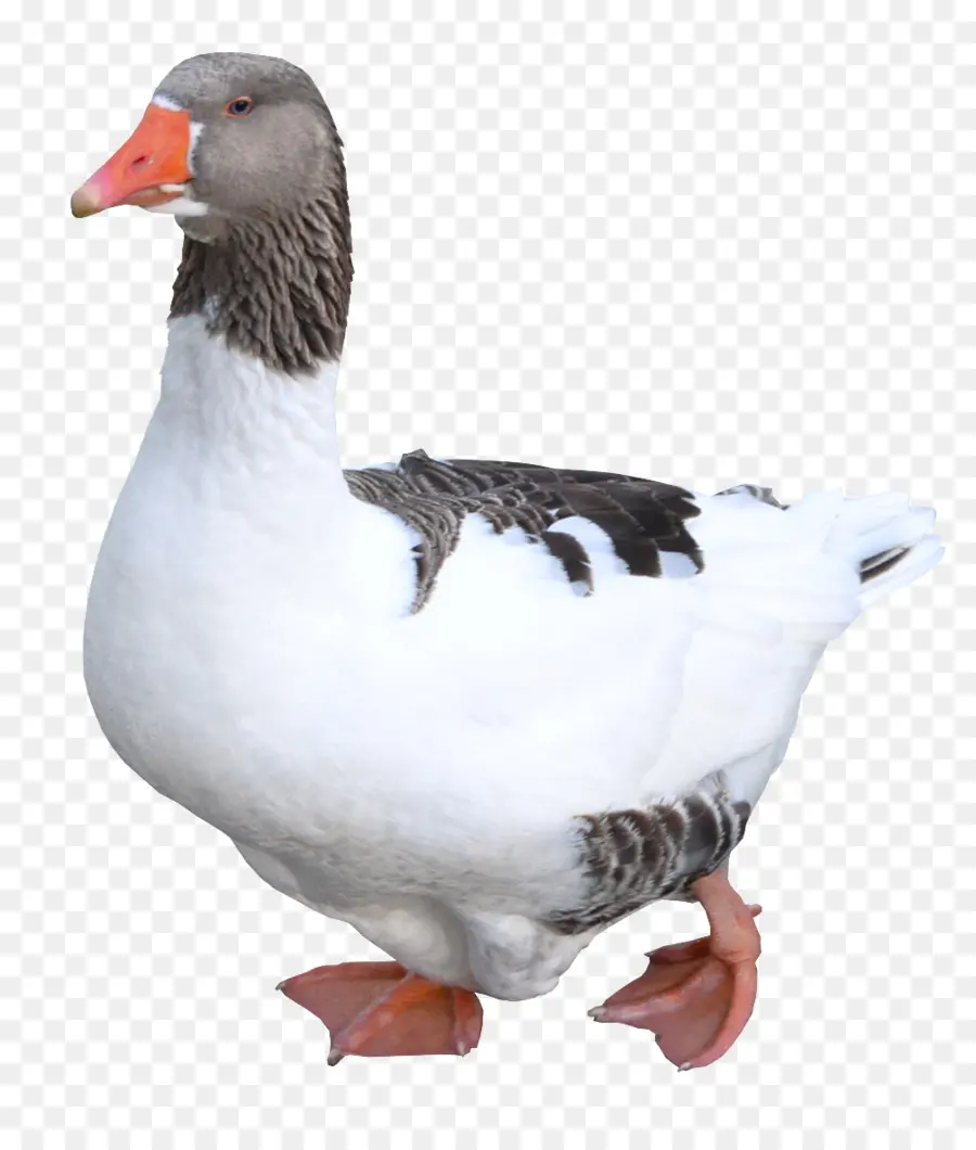 Canard，Oiseau PNG