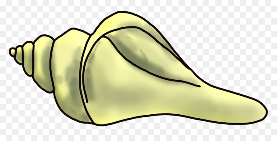 Coquille De Conque，Coquillage PNG