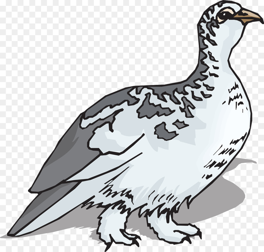 Oiseau，Caille PNG