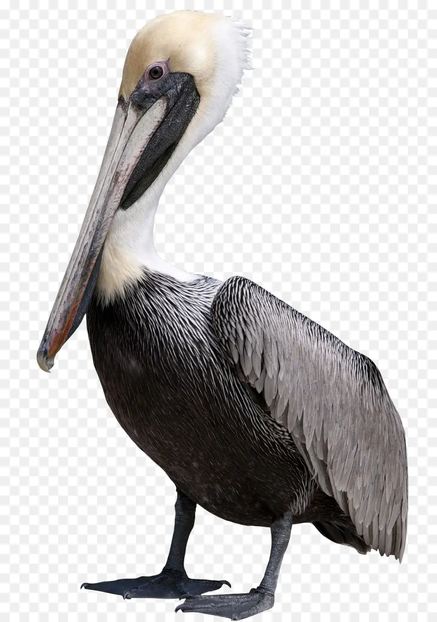 Oiseau，Pelican PNG