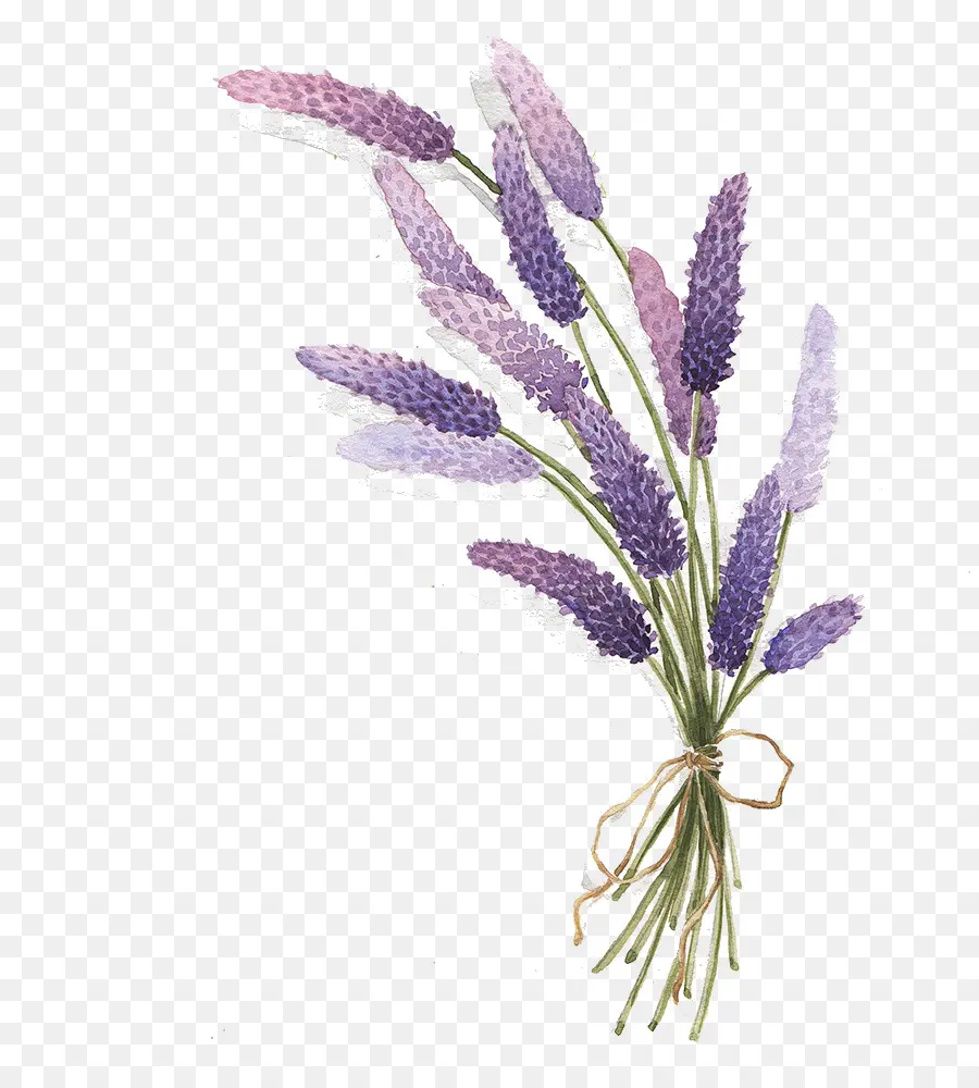 Lavande，Bouquet PNG