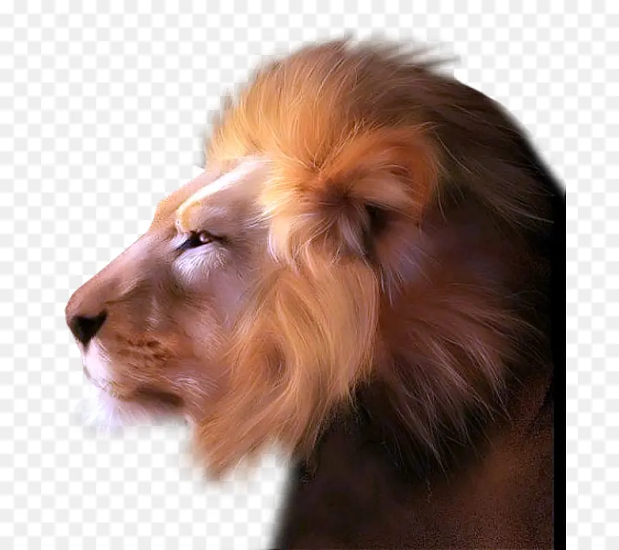 Lion，Crinière PNG