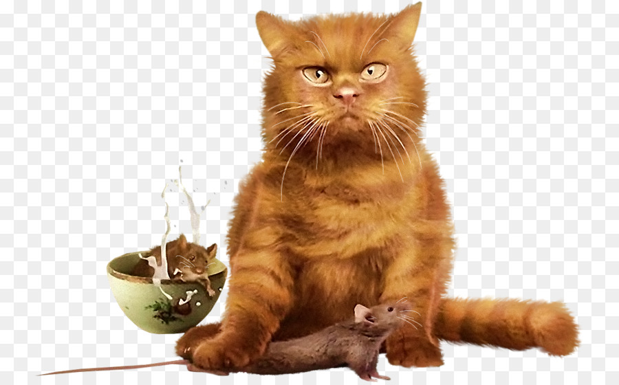 Chat，Matroska PNG