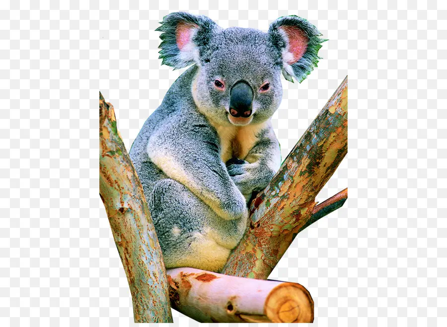Koala，Herbivore PNG