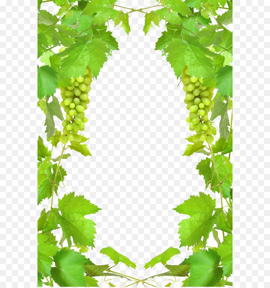 Cadre De Vigne，Feuilles PNG