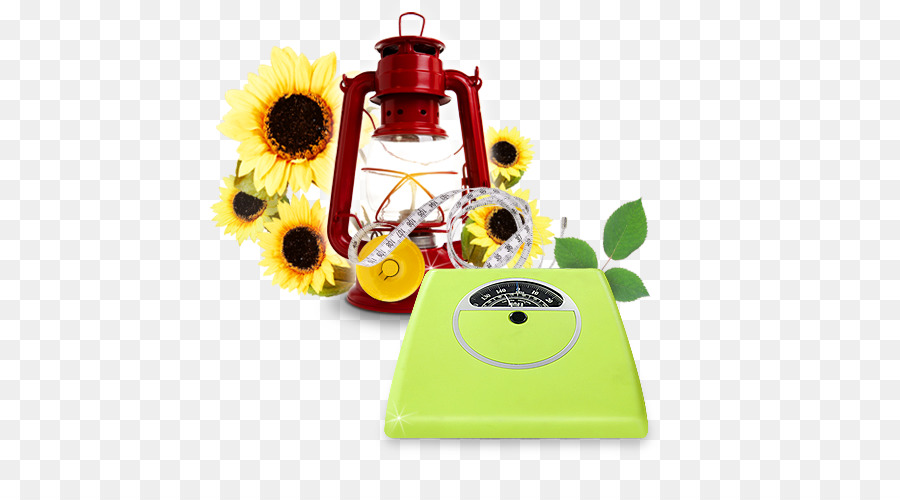 Tournesol Commun，Lampe à Huile PNG