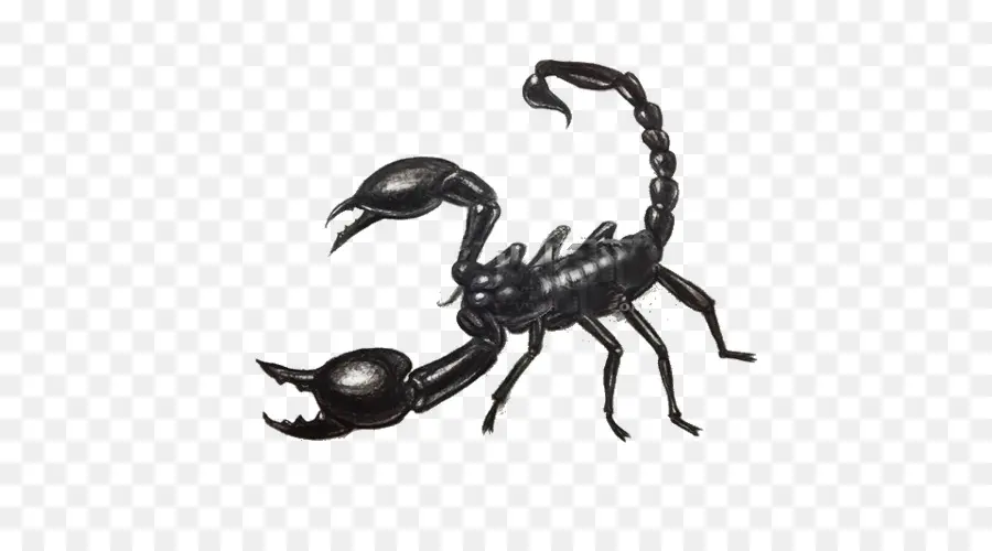 Scorpion，Dessin PNG