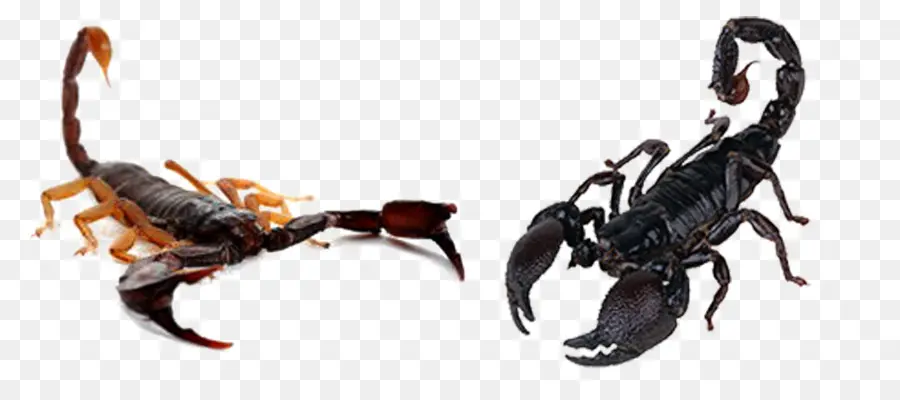 Scorpions，Arachnide PNG