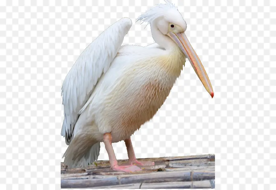 Pélican Blanc，Plumes PNG