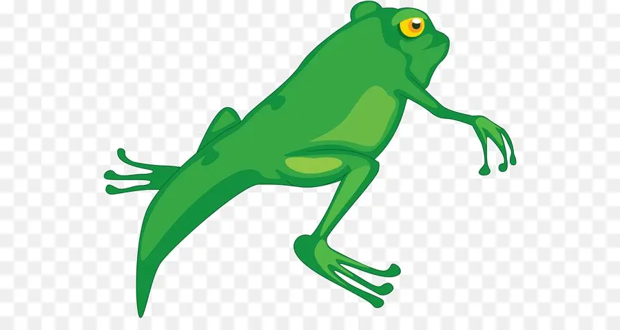 Grenouille Verte，Amphibie PNG