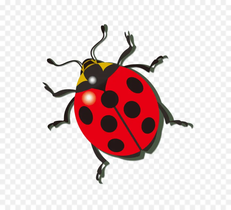 Coccinelle Rouge，Taches PNG