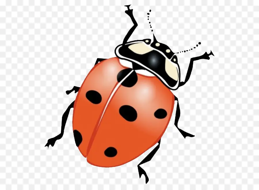 Coccinelle Rouge，Taches PNG