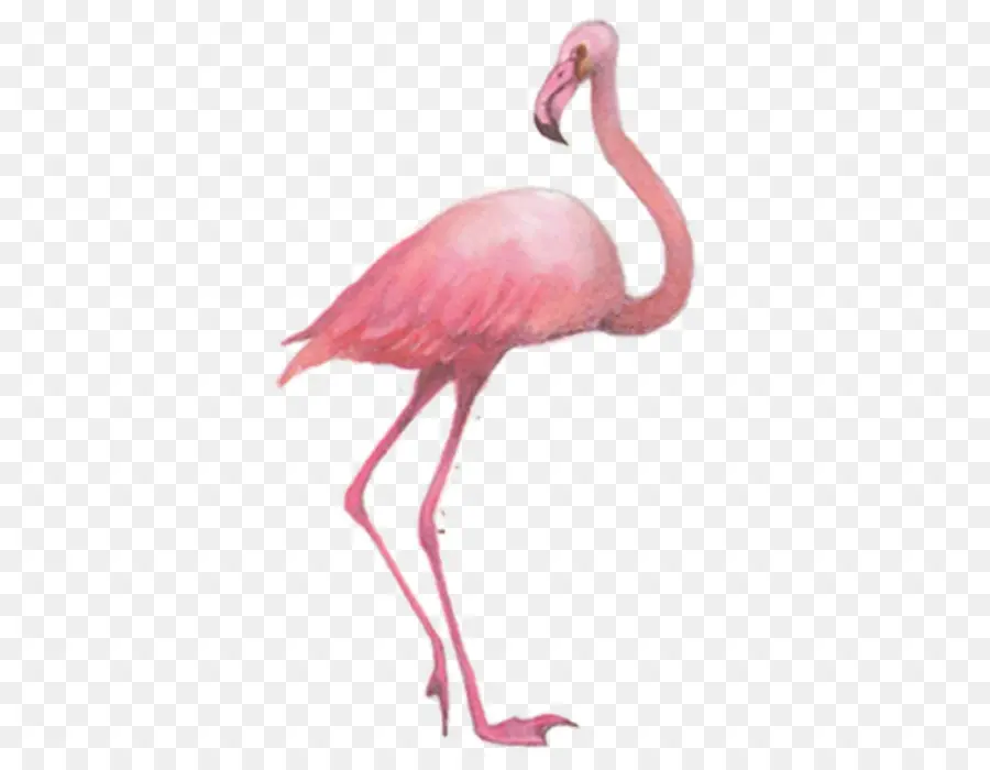 Flamant，Rose PNG