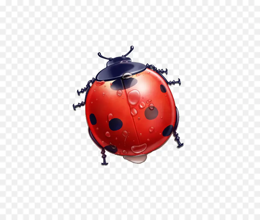 Coccinelle，Insecte PNG