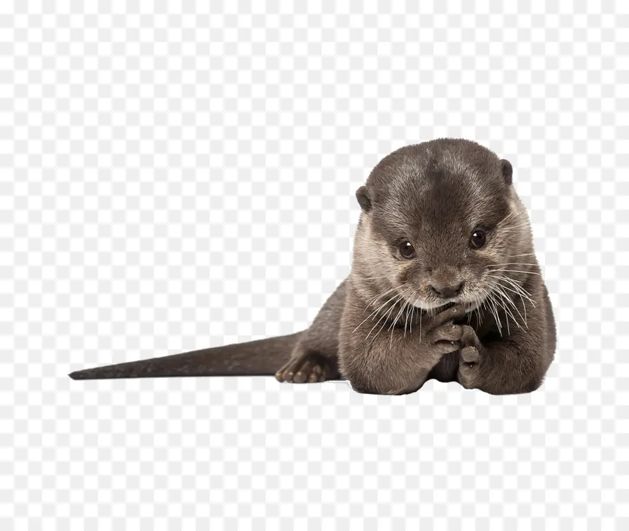 Loutre，Mignon PNG