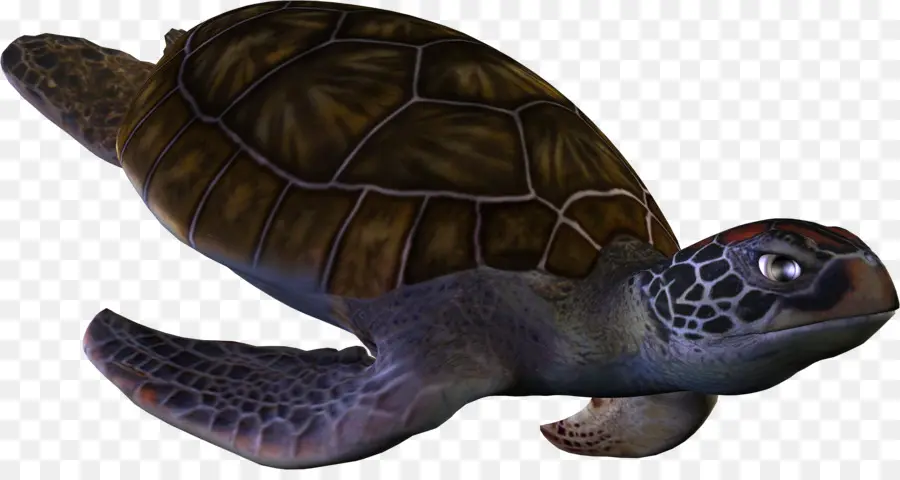 Tortue，Reptile PNG