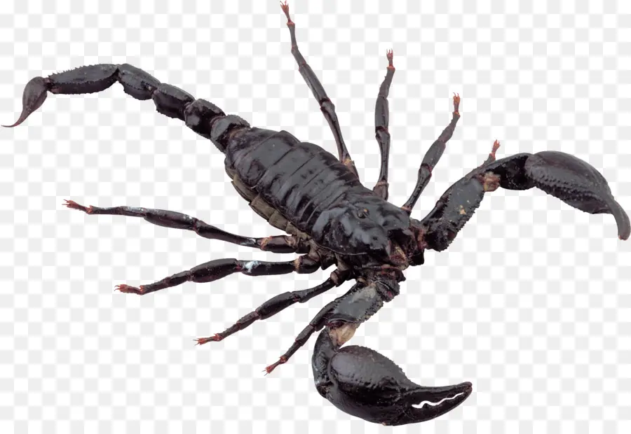 Scorpion，Insecte PNG