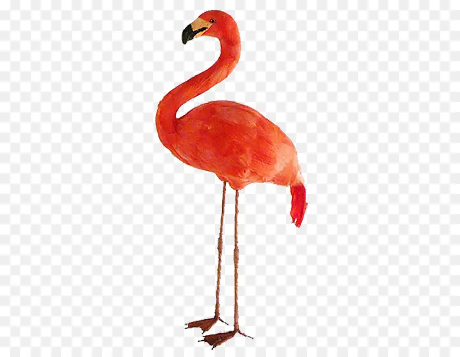 Flamant，Rose PNG