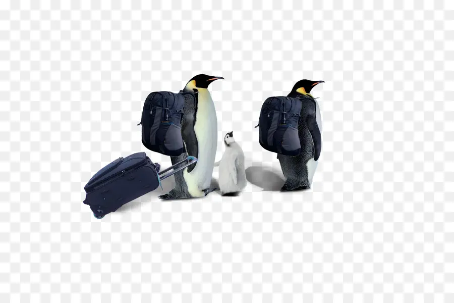 Pingouin，Les Petits Pingouins PNG