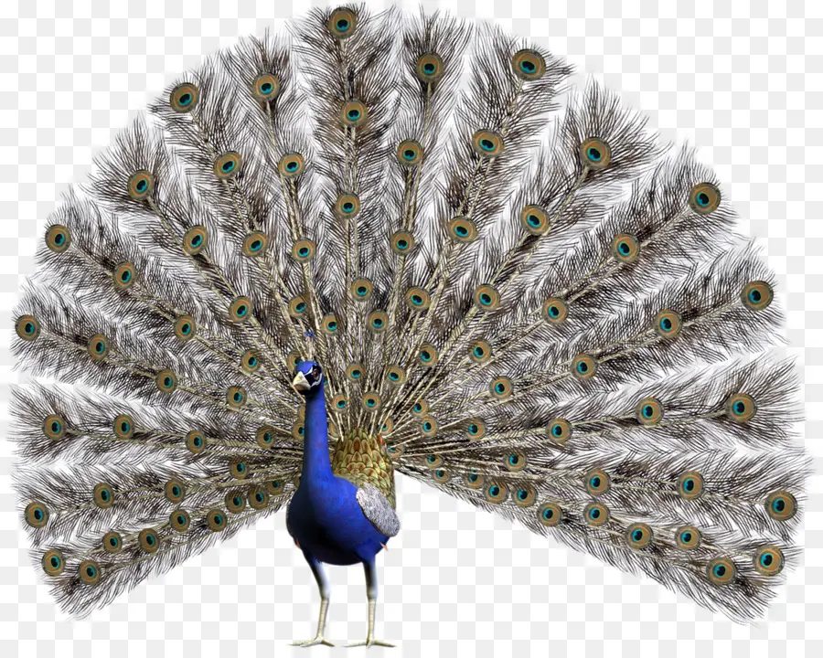 Paon，Plumes PNG