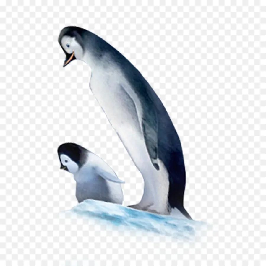 Pingouins，Glace PNG