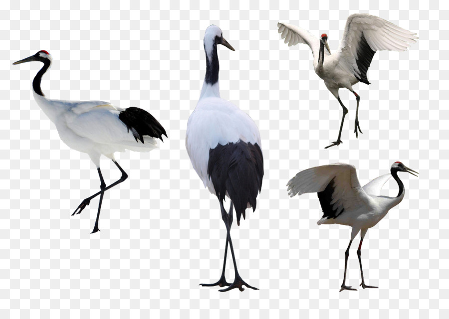 Grues，Blanc PNG