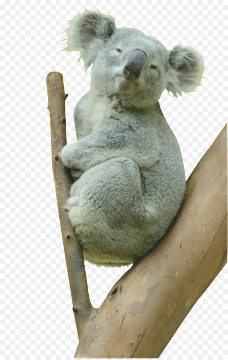 Koala，Australie PNG