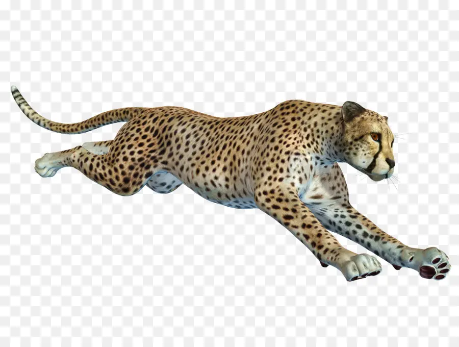 Guépard，Taches PNG