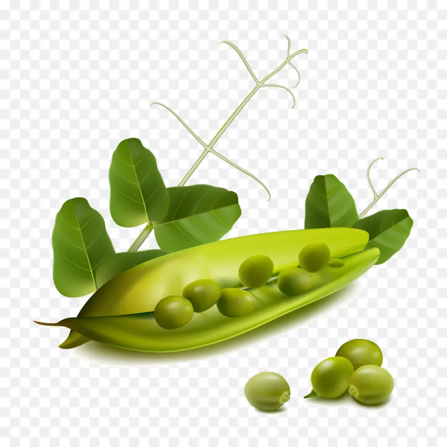 Petits Pois，Cosse PNG