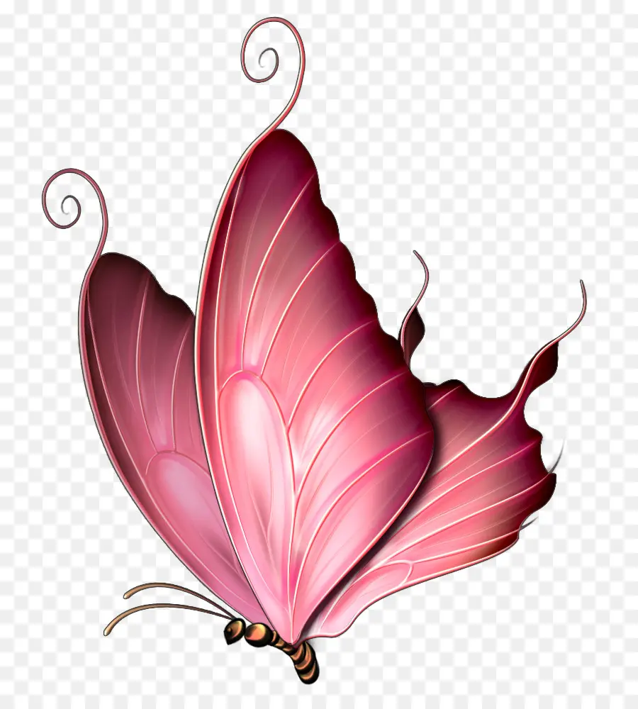 Papillon，Rose PNG