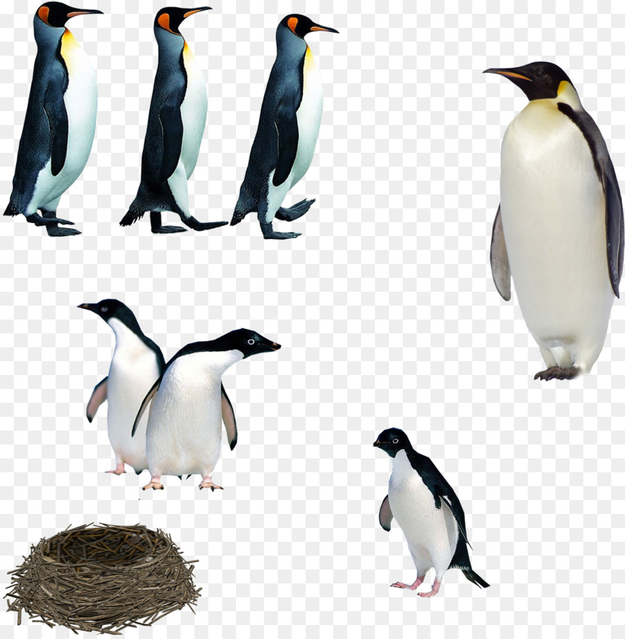 Pingouins，Oiseaux PNG