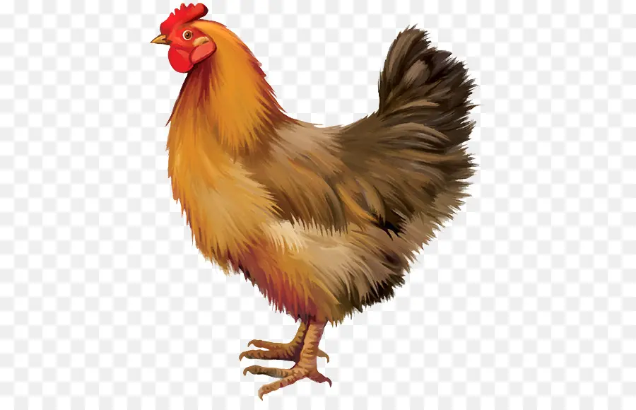 Poulet，Poule PNG