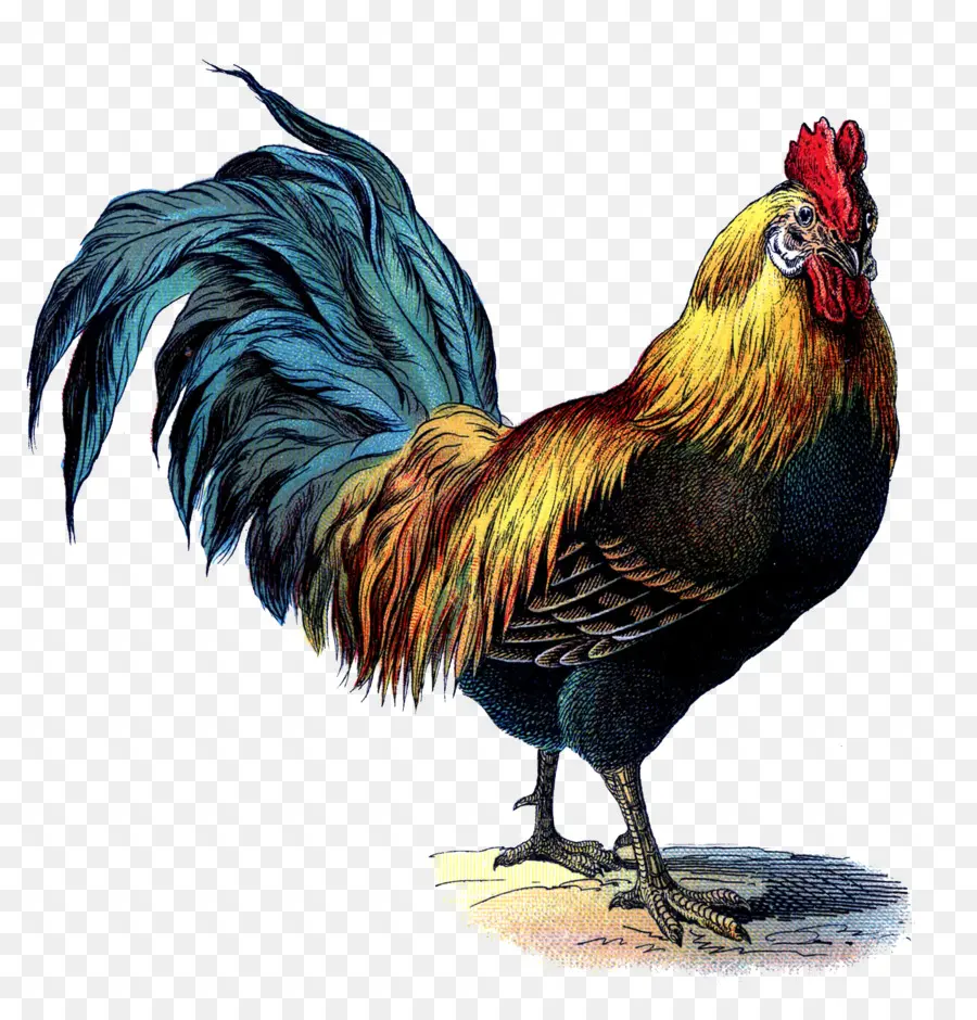 Poulet Par Le Plafon，Coq PNG