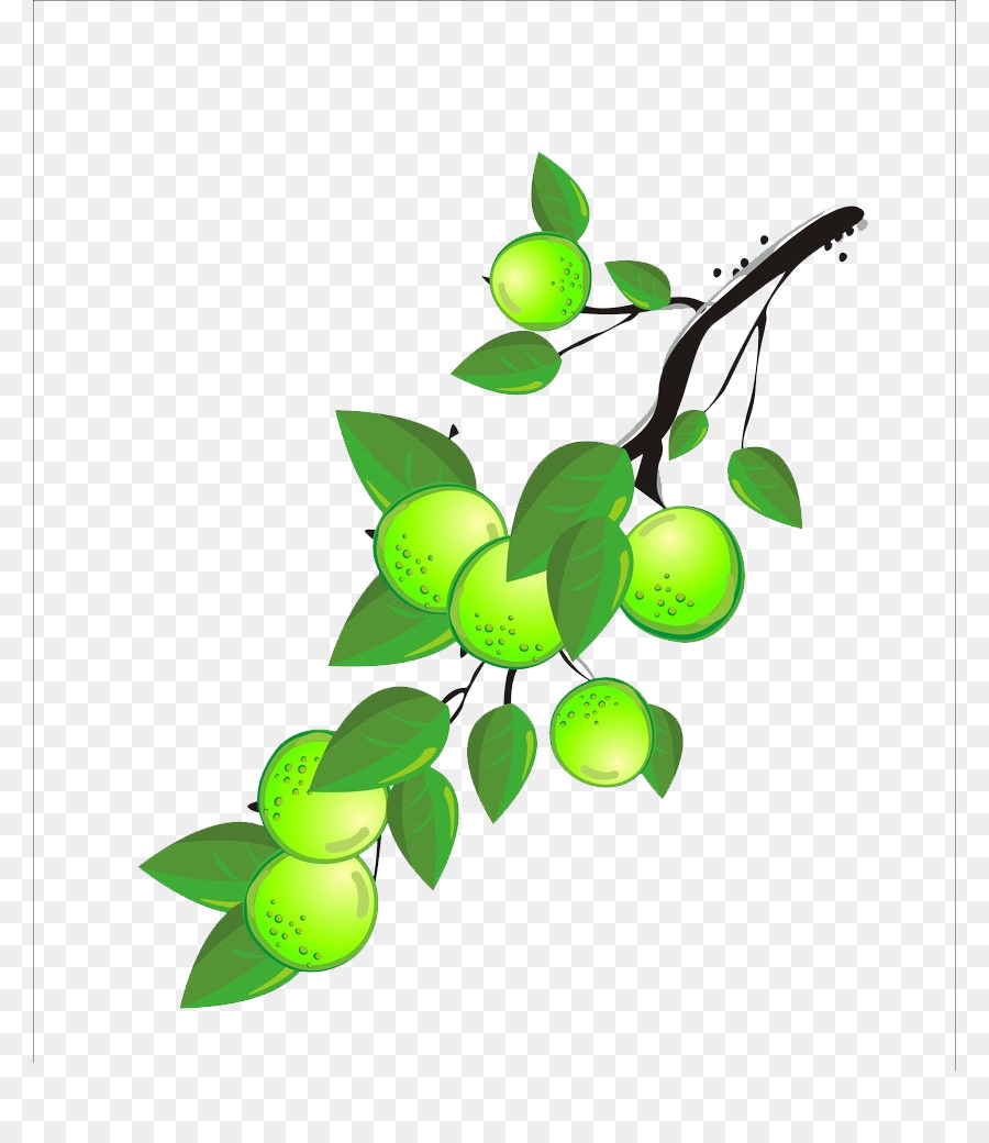 Greengage，Fruit PNG