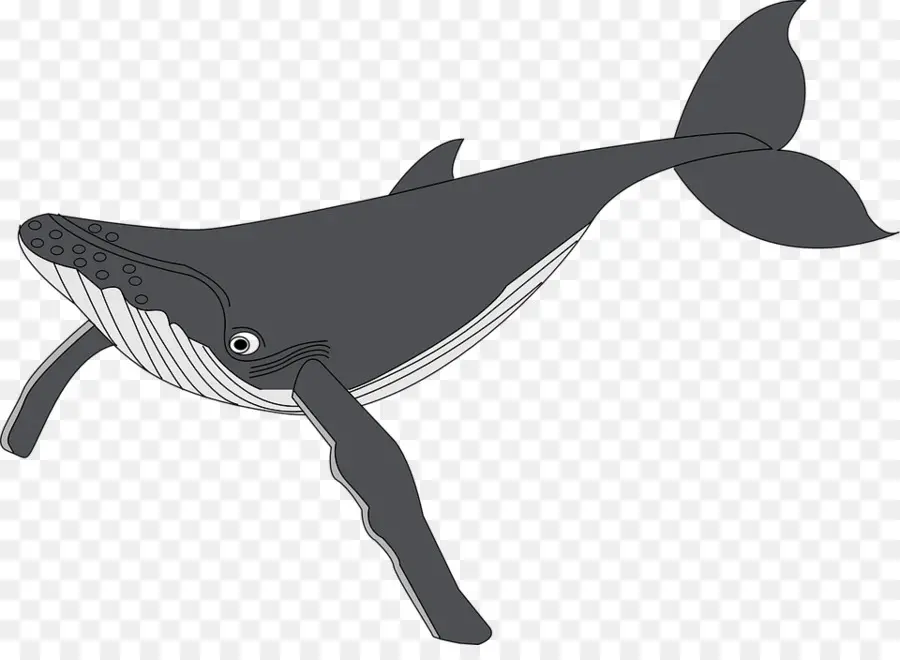 Baleine à Bosse，Baleine PNG